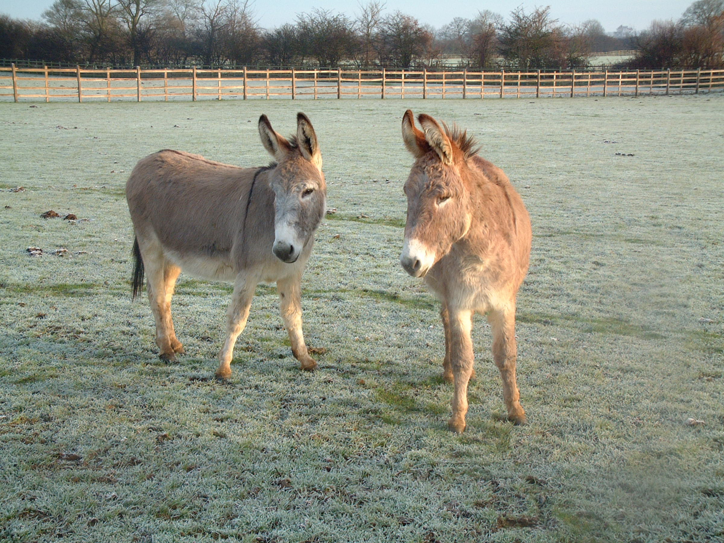 L-R: Cobweb, William