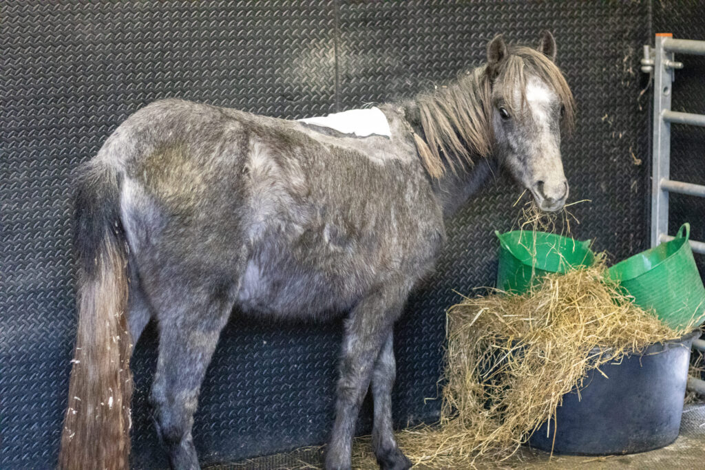 A small grey pony eating hay in a stable, there is wound dressing on her withers