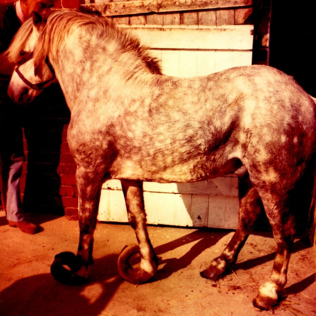 Old photo of a dappled grey pony with extremely overgrown hooves