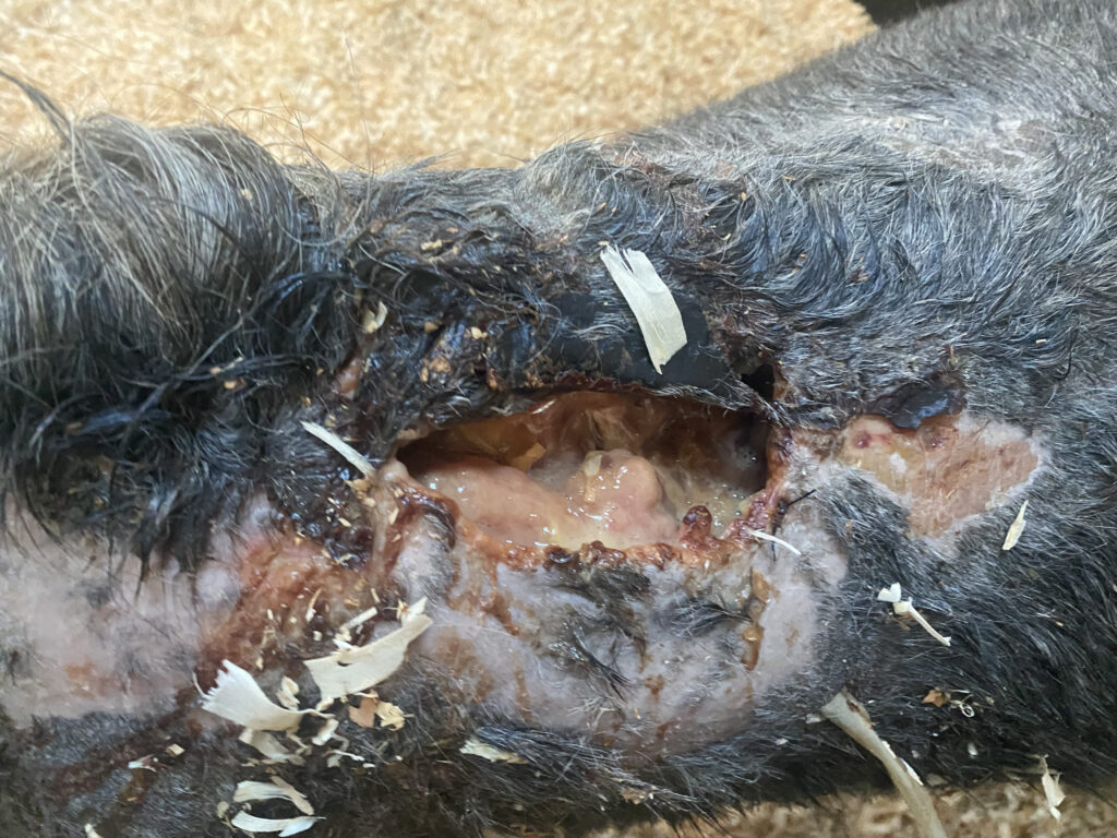 open wound on a withers