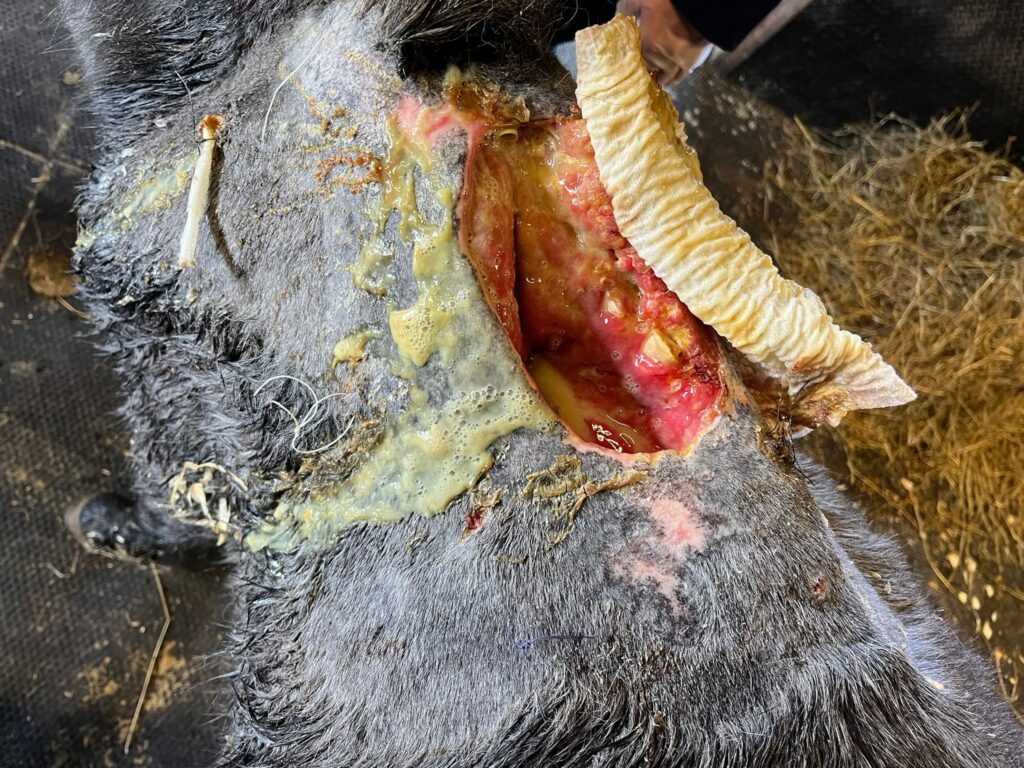 open wound with bandages on a grey pony's withers