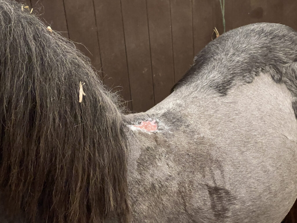 Close up of a healed wound on a horses withers