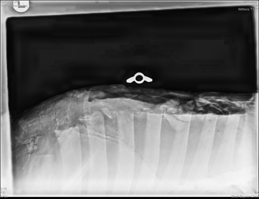 Xray of an open wound on a pony's withers, a wing nut is show for size comparison