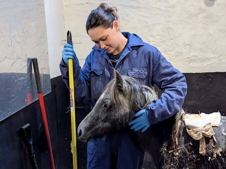 Veterinary nurse stood with her arm around the neck of a small grey pony