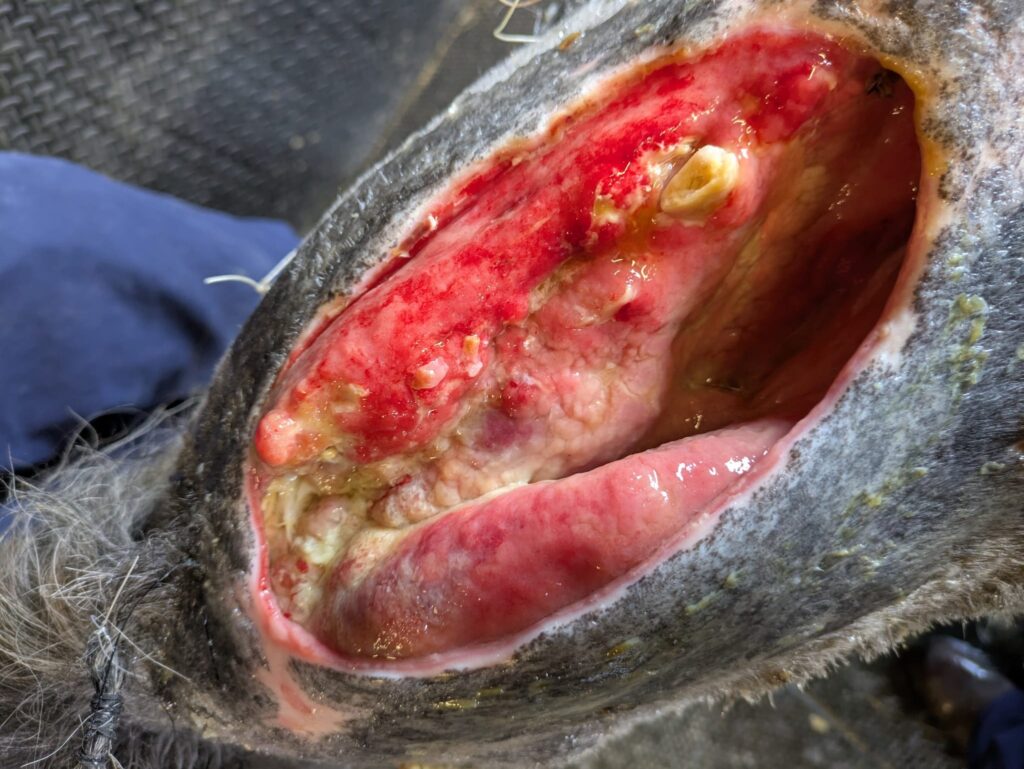 open wound on a grey pony's withers