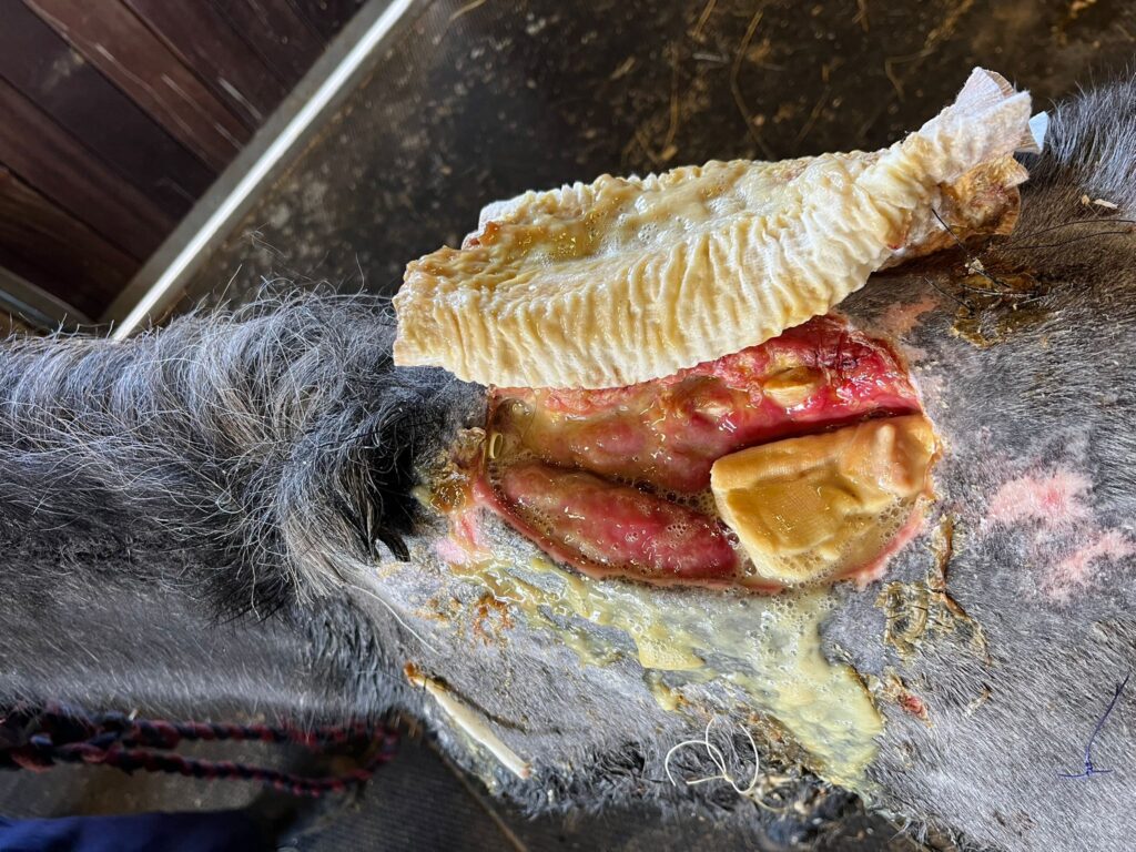 open wound with bandages on a grey pony's withers