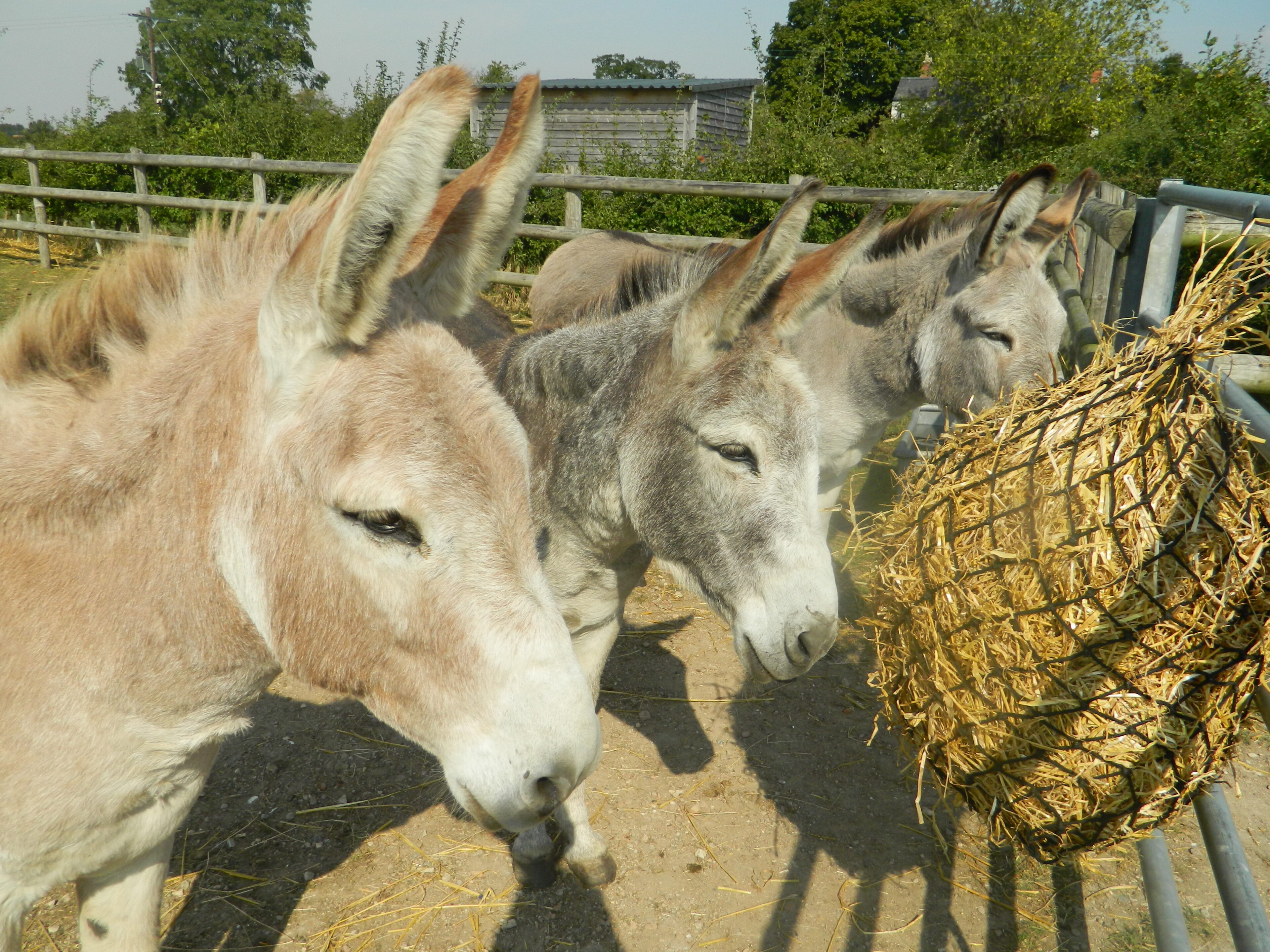 L-R: Puck, Bottom