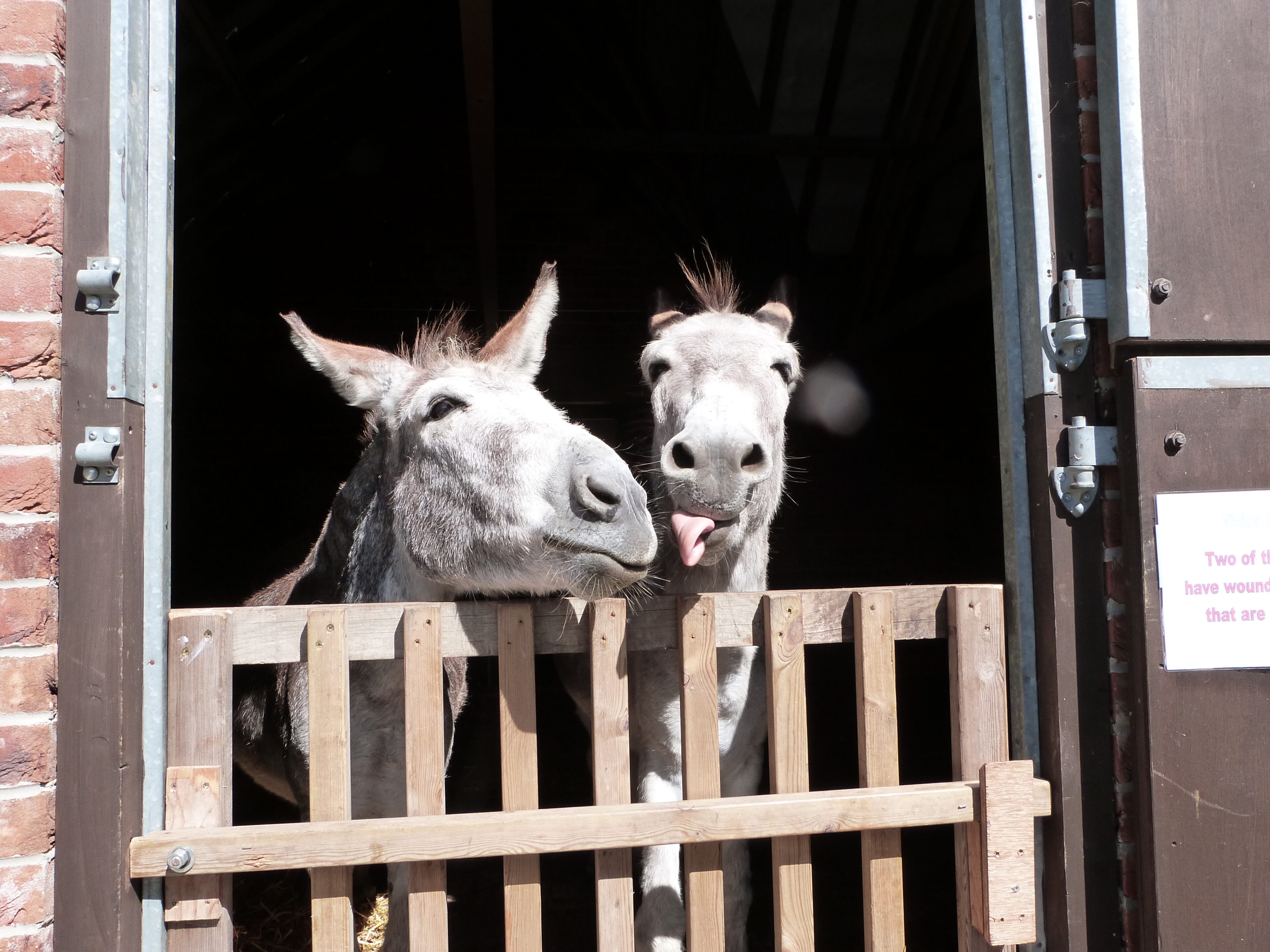 L-R: Puck, Bottom