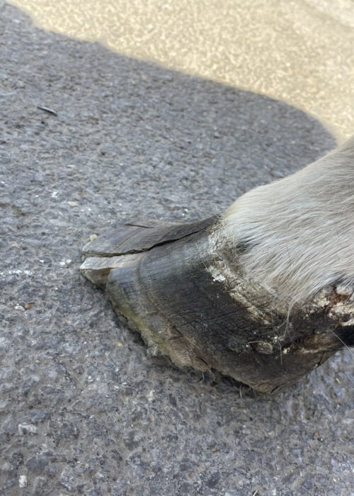 Close up of an overgrown and cracked hoof