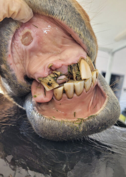 Image showing broken teeth in an equine's mouth